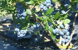 Afacere la Cheie: Plantație Afine BIO – 1.93 Ha – Profit Garantat