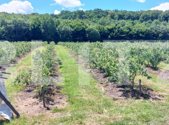 Teren de vânzare Exterior Sud - 191084TV | BLITZ Bistriţa | Poza4