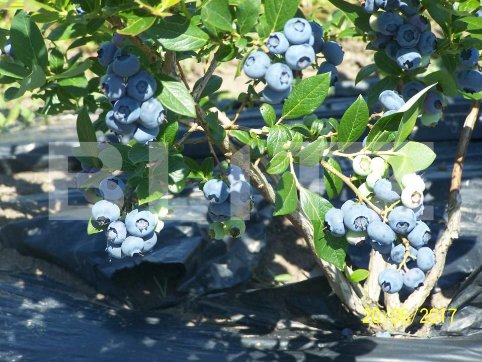 Teren de vânzare Exterior Sud - 191084TV | BLITZ Bistriţa | Poza5