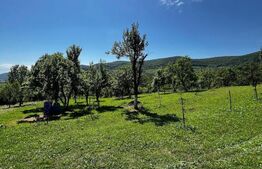 Teren cabana cu livada, 40 ari, Arcalia