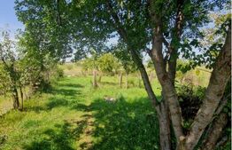 Casă cu teren în Uriu – renovată, curte, grădină și teren arabil