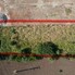 Teren de vânzare Sud-Vest - 202371TV - Poza 1 din 1 | BLITZ Bistriţa | Poza1