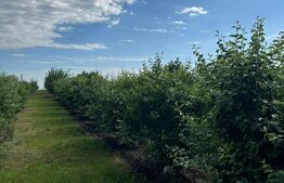  Casa individuala moderna, teren 2960 mp, zona Dorohoi