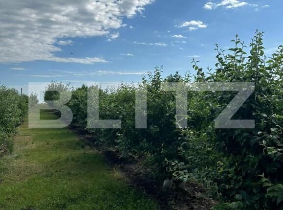 Casa de vânzare 4 camere Dorohoi - 152279CV | BLITZ Botoșani | Poza10