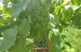 Casa individuala Catamarasti Deal, 7 camere, livada pe rod, 992mp!