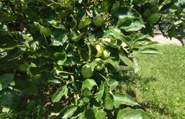 Casa individuala Catamarasti Deal, 7 camere, livada pe rod, 992mp!