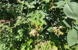 Casa individuala Catamarasti Deal, 7 camere, livada pe rod, 992mp!