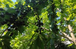 Casa individuala Catamarasti Deal, 7 camere, livada pe rod, 992mp!