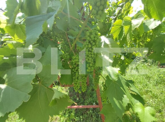 Casa de vânzare 8 camere Catamaresti-Deal - 153258CV | BLITZ Botoșani | Poza16