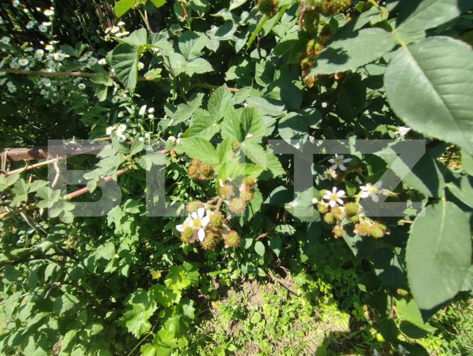 Casa de vânzare 8 camere Catamaresti-Deal - 153258CV | BLITZ Botoșani | Poza15