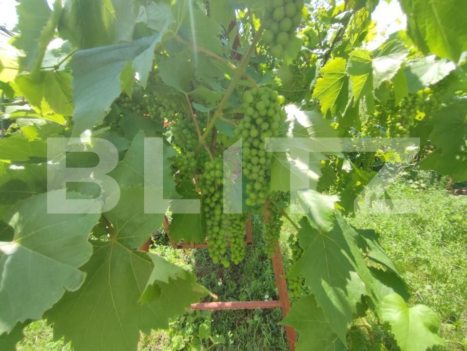 Casa de vânzare 8 camere Catamaresti-Deal - 153258CV | BLITZ Botoșani | Poza16