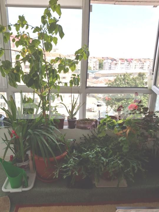 Apartament de vânzare 2 camere Central - 176607AV | BLITZ Botoșani | Poza5