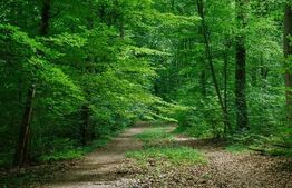 Teren forestier 6.500 mp – Cucorani, cu PUD aprobat