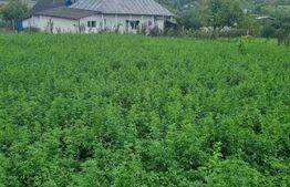 Casa bătrânească + Teren 1.666 mp intravilan, la 8 km de Botoșani – teren drept