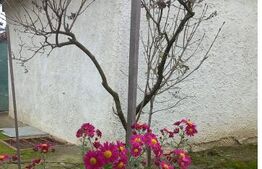 Casă bătrânească cu teren generos – 1.807 mp, Tulbureni