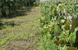 Casă, teren, anexe – Unțeni, Burlești - Proprietate cu potențial!