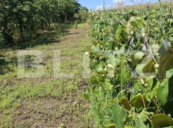Casa de vânzare 4 camere Est - 184171CV | BLITZ Botoșani | Poza2