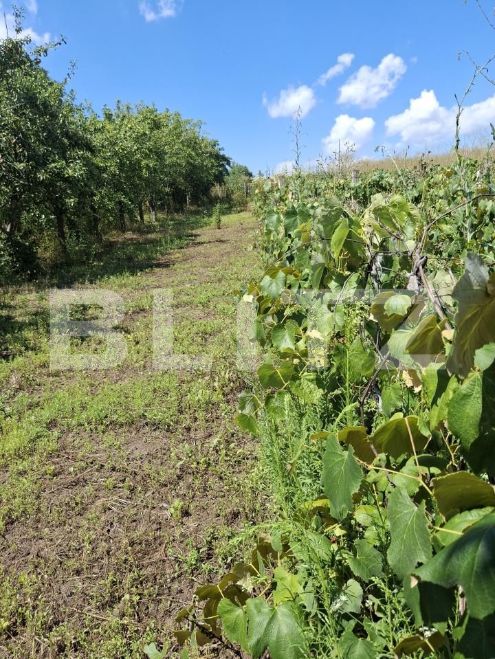 Casa de vânzare 4 camere Est - 184171CV | BLITZ Botoșani | Poza9