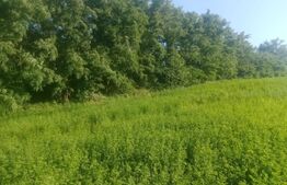 Teren intravilan de vanzare, 3700 mp, zona Braesti