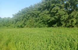 Teren intravilan de vanzare, 3700 mp, zona Braesti