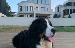 Vila lux cu piscina| Deschidere catre lac | Buftea