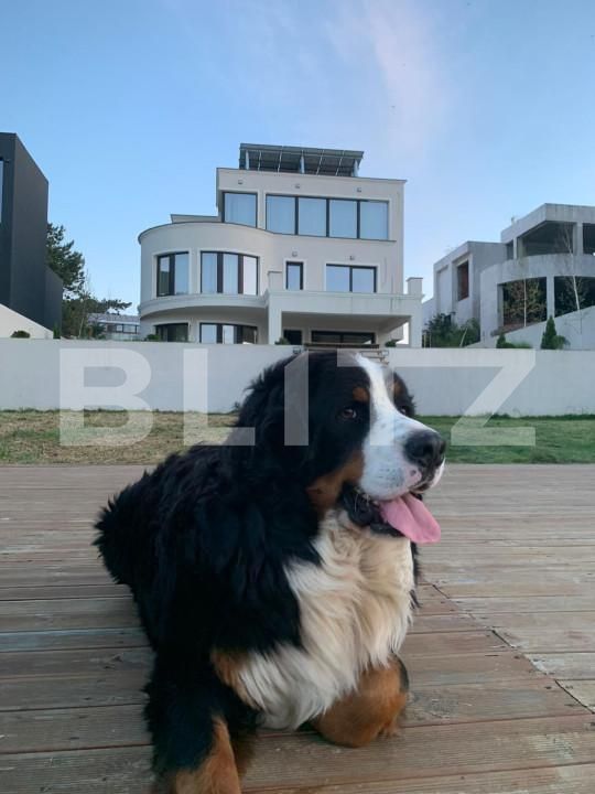 Casa de vânzare 8 camere Buftea - 153250CV | BLITZ București | Poza16