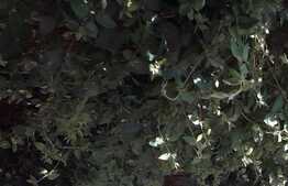 Vila P+1,3 apartamente,zona linistita Bucurestii Noi