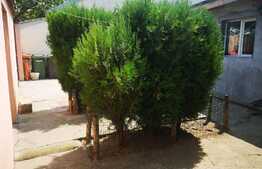 Casa 3 camere Bucurestii Noi