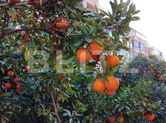 Casa de vânzare 5 camere 1 Mai - 81186CV | BLITZ București | Poza18