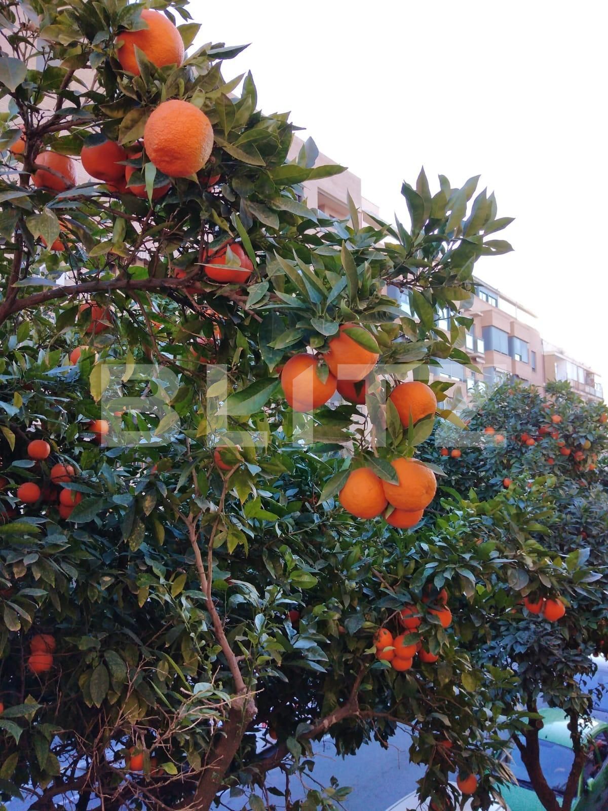 Casa de vânzare 5 camere 1 Mai - 81186CV | BLITZ București | Poza18