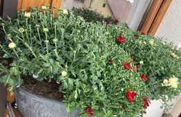 OPORTUNITATE! Apartament de 2 camere, 54 mp, decomandat, balcon, bloc recent, 2 minute fata de Parcul Bazilescu