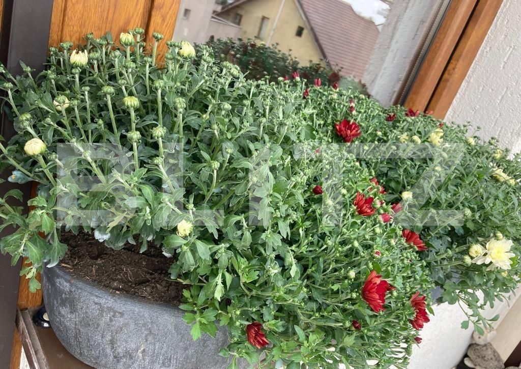 Apartament de vânzare 2 camere Bucurestii Noi - 96541AV | BLITZ București | Poza3