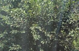 Casa 4 camere, 230 mp, teren 525 mp, zona Otopeni