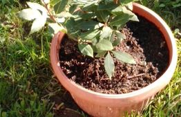 Casa 4 camere, 230 mp, teren 525 mp, zona Otopeni