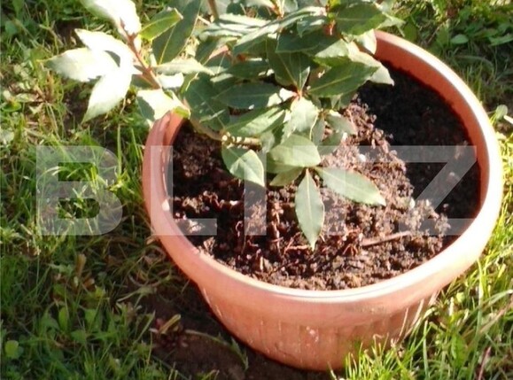 Casa de vânzare 4 camere Otopeni - 98232CV | BLITZ București | Poza2