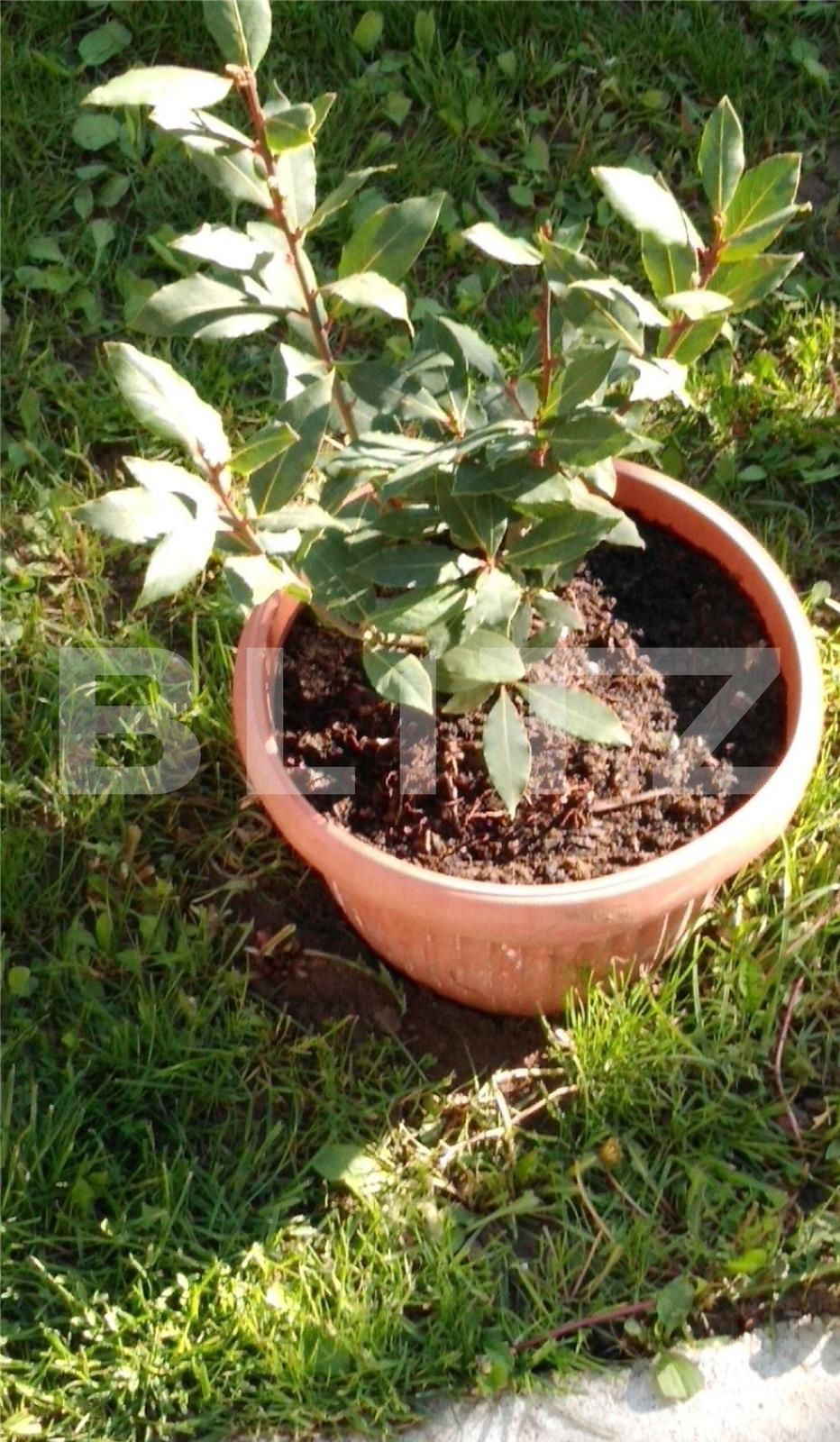 Casa de vânzare 4 camere Otopeni - 98232CV | BLITZ București | Poza2