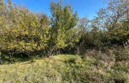 Teren intravilan 7788 mp, Mischii, sat Gogosesti