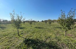 Teren intravilan 7788 mp, Mischii, sat Gogosesti