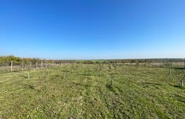 Teren intravilan 7788 mp, Mischii, sat Gogosesti