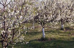 Oportunitate! Casă P+E 160 mp, 850 mp teren, Filiasi