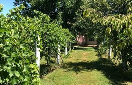 Oportunitate! Casă P+E 160 mp, 850 mp teren, Filiasi