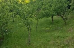 Casa cu teren intravilan 2000mp-Fratostita