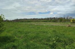 Teren Intravilan 2550 mp cu utilități 