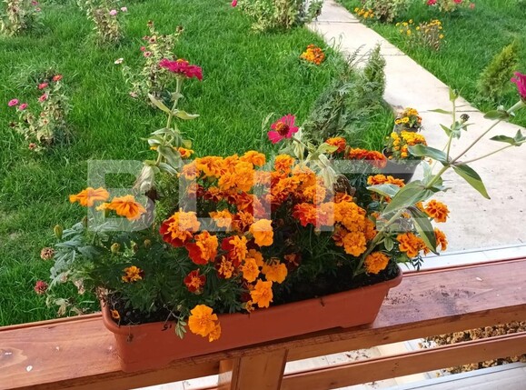 Casa de vânzare 2 camere Albesti - 117211CV | BLITZ Craiova | Poza6