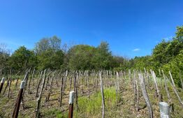  Casa P+E, 6 dormitoare, Bulzesti Dolj