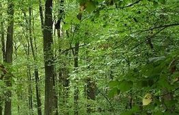 Teren cu pădure 346 mp ,zona Leamna de Jos