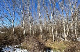 Parcele de pădure, 62 ha, localitatea Bucovăț