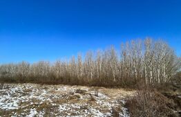 Parcele de pădure, 62 ha, localitatea Bucovăț