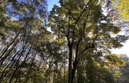 Parcele de pădure, 62 ha, localitatea Bucovăț