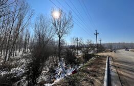 Parcele de pădure, 62 ha, localitatea Bucovăț